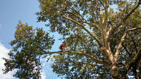 Abattage d’un arbre infecté par le chancre coloré à Nantes (44) © S. Octau - SRAL Pays de la Loire